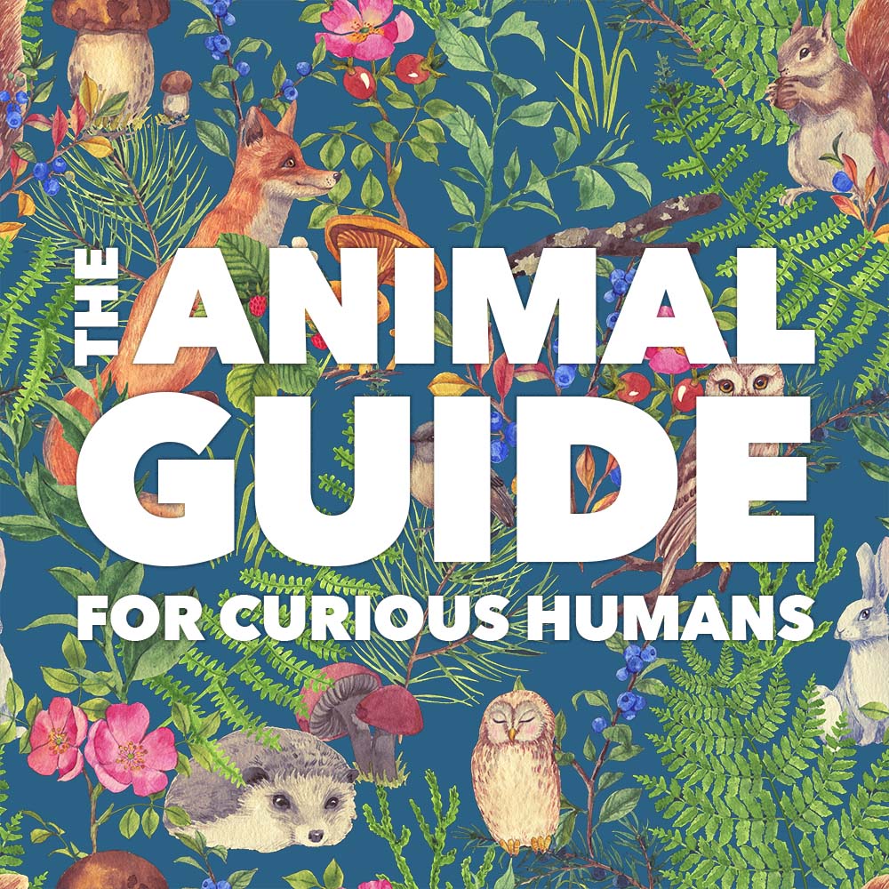 The Animal Guide for Curious Humans podcast artwork