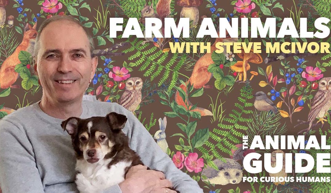 Farm Animals