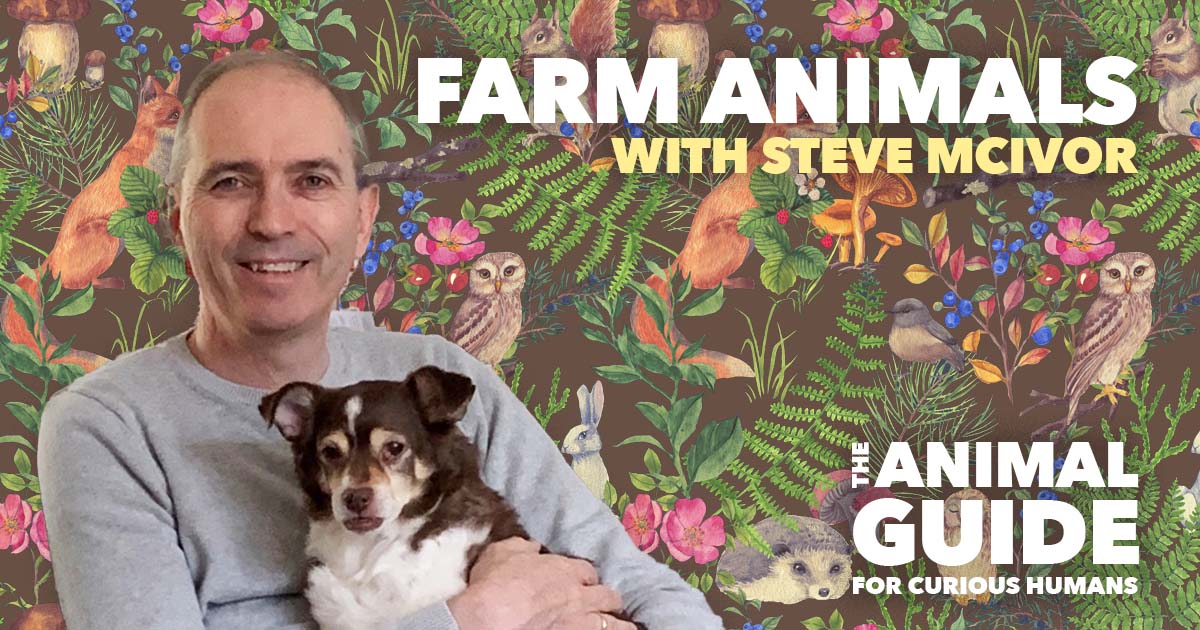 Farm Animals, with Steve McIvor on The Animal Guide for Curious Humans