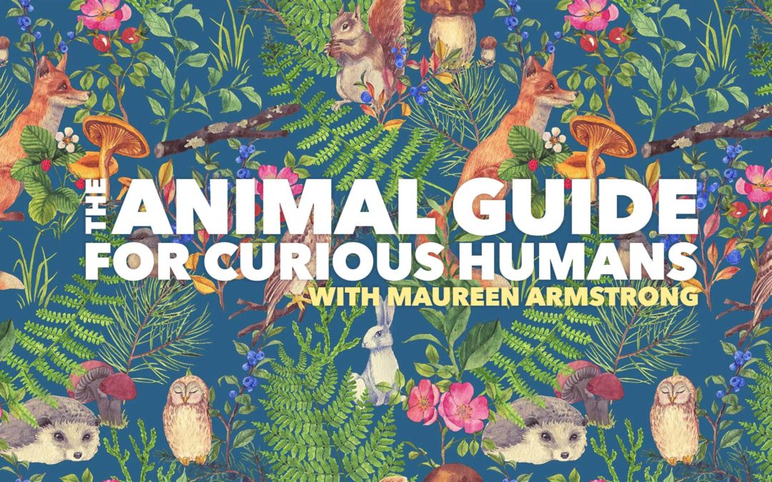 Attention All Animal Lovers