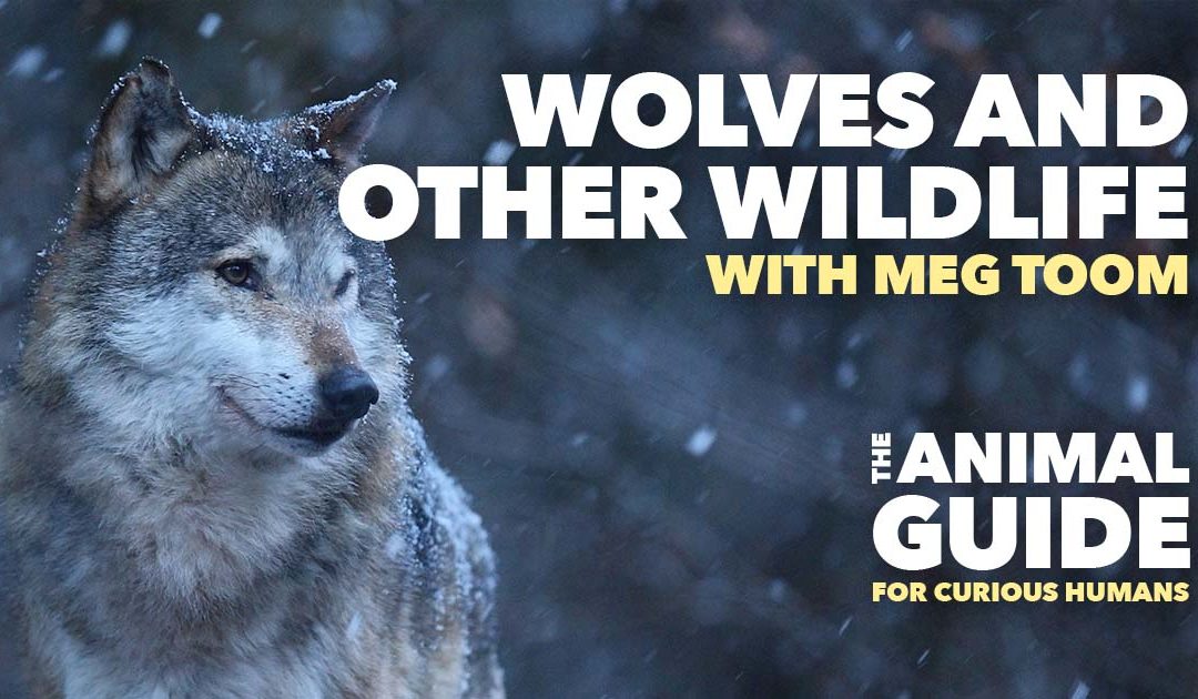 Managing Encounters with Wolves and Other Wildlife