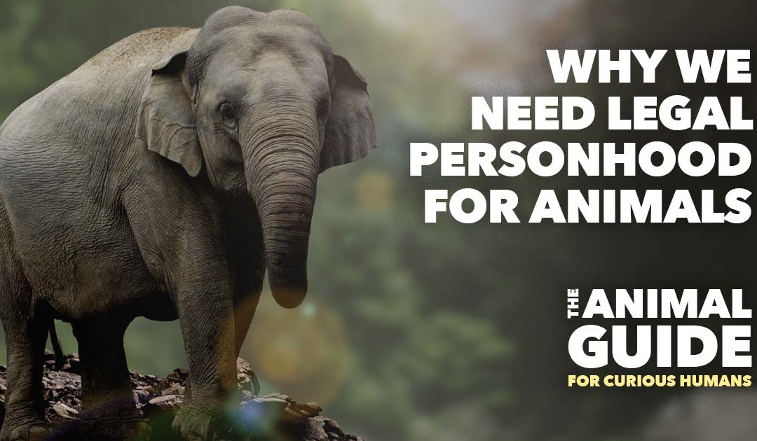 Why we need legal personhood for animals