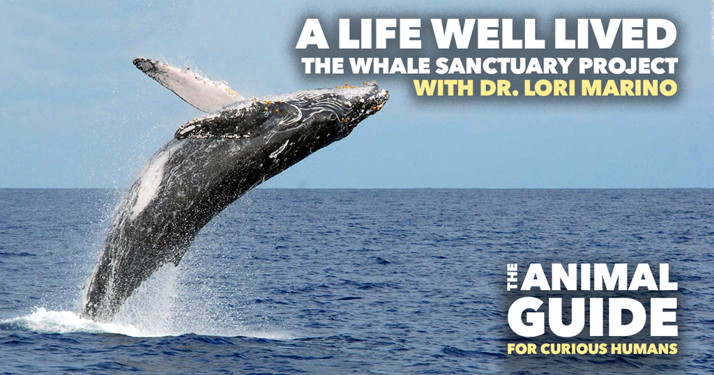 A Life Well Lived – The Whale Sanctuary Project