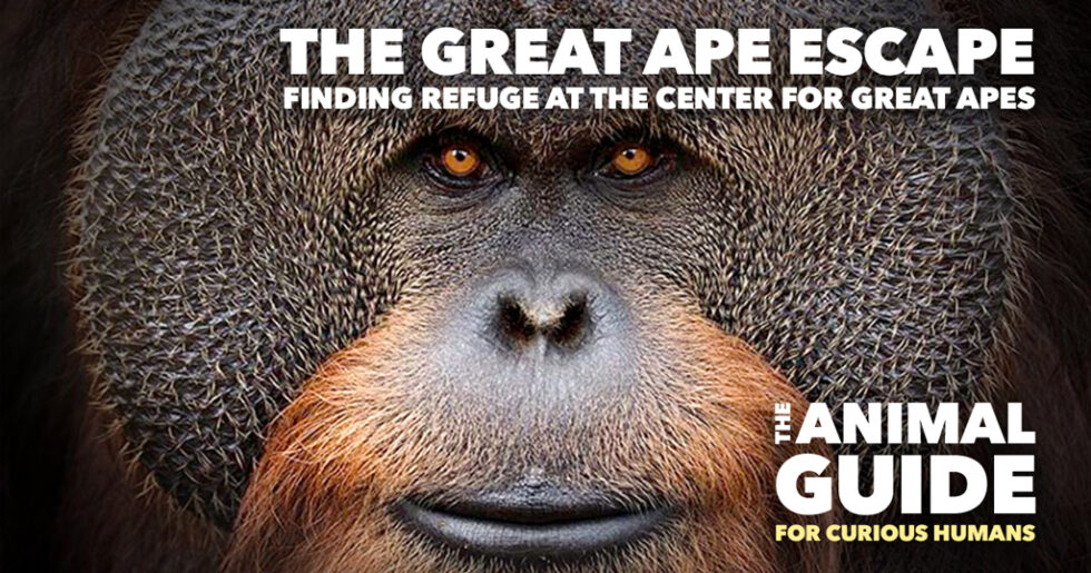 The Great Ape Escape Finding Refuge at the Center for Great Apes The