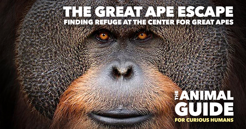 The Great Ape Escape:  Finding Refuge at the Center for Great Apes