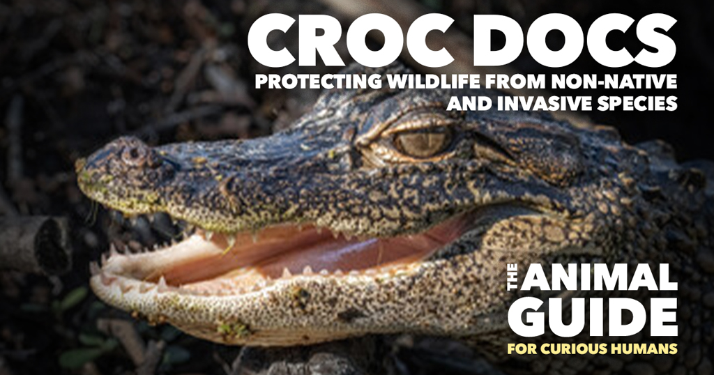 Croc Docs – Protecting Wildlife from Non-native and Invasive Species
