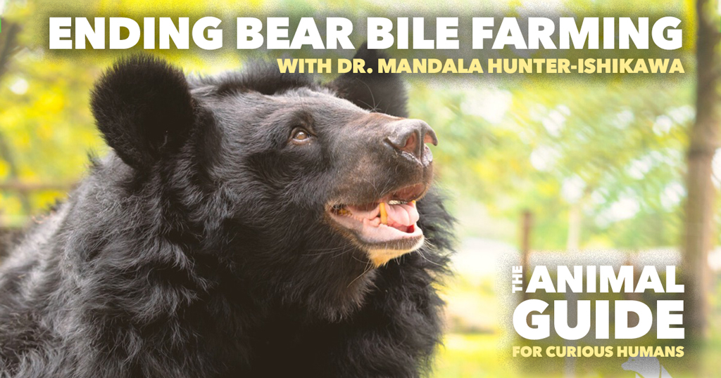 Ending Bear Bile Farming