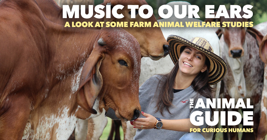 Music to Our Ears – A Look at Some Farm Animal Welfare Studies